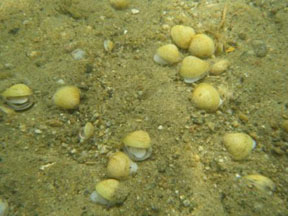 Asian Clam